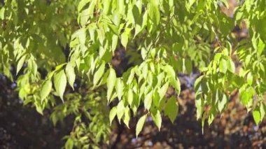 Celtis australis, Avrupa ısırgan otu ağacı, Akdeniz hackberry, lote ağaç veya honeyberry, bilinen yaprak döken ağaç Güney Avrupa, Kuzey Afrika ve küçük Asya olduğunu.