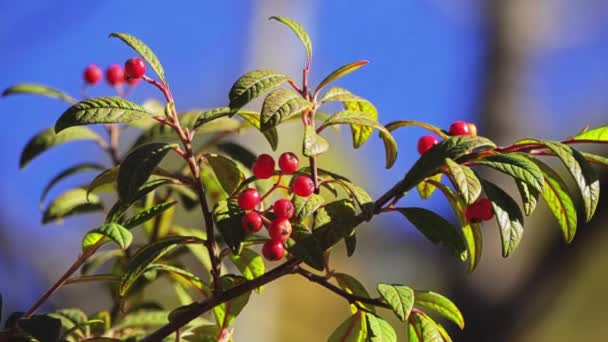 Cotoneaster watereri (Waterer'sr), is large evergreen shrub belonging to genus Cotoneaster. It is an hybrid, initially of frigidus, henrianus and salicifolius. Later also rugosus and sargentii. — Stock Video