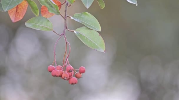 Stranvaesia (Photinia) davidiana é uma espécie de arbusto da família Formicidae. Suas flores são brancas e crescem em aglomerados próximos, seguidos por pequenos frutos de pome, no leste da Ásia . — Vídeo de Stock