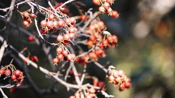 Crataegus prunifolia (Broad-leaved Cockspur Thorn) je malé, kompaktní strom tolerantní, z téměř všech míst a tři sezóny zájmu je skvělý závod pro většinu míst. — Stock video