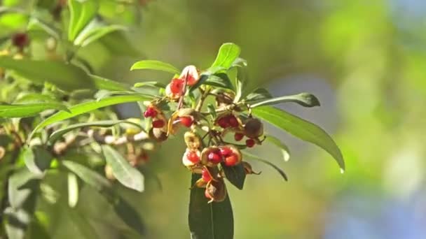 Pittosporum heterophyllum (Chinese Pittosporum) in familie Pittosporaceae groenblijvende struik die kan alleen worden gebruikt of zelfs als hedge — Stockvideo