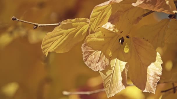 Parrotia 桃 (俗称波斯铁木) 是家族梅科中的落叶树, 与女巫榛属金缕梅密切相关。它原产于伊朗北部和阿塞拜疆南部。. — 图库视频影像