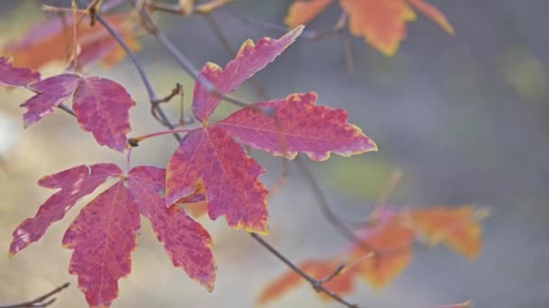 Acer griseum (paperbark maple, спростили) є цвітіння рослин родини Sapindaceae, родом з центрального Китаю. — стокове відео