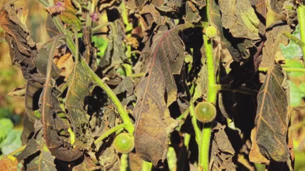 Паслін quitoense, відомий як naranjilla (маленький помаранчевий, з Кіто, Еквадор і Панама) а lulo в Колумбії, є субтропічні багаторічна рослина від Північно-Південна Америка. — стокове відео
