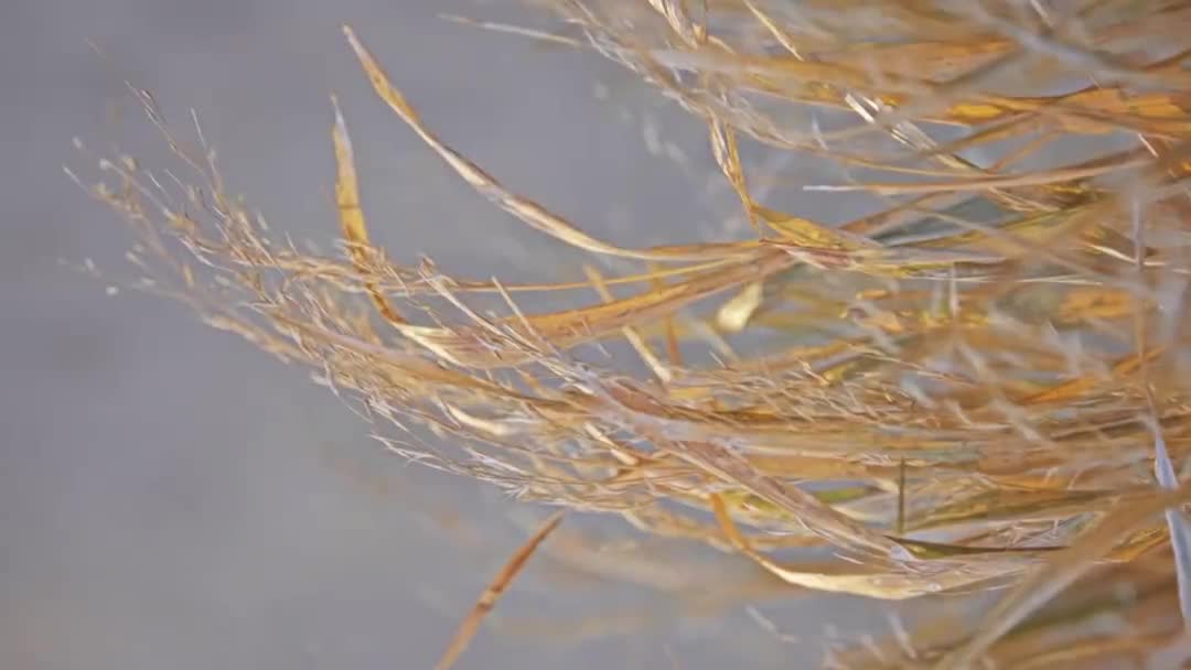 Hakonechloa ist eine Gattung von Bunchgras im Stamm der Molinieae aus der Familie der Poaceae. Hakonechloa macra, Hakongras und Japanisches Waldgras sind nur Arten einer monotypischen Gattung. es ist endemisch in Japan. — Stockvideo