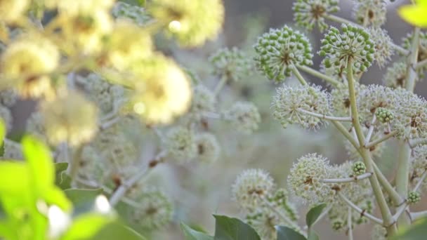 Fatsia、花木兰、fatsi、paperplant、日本刺龙等, 是家族中的开花植物, 原产于日本南部。. — 图库视频影像