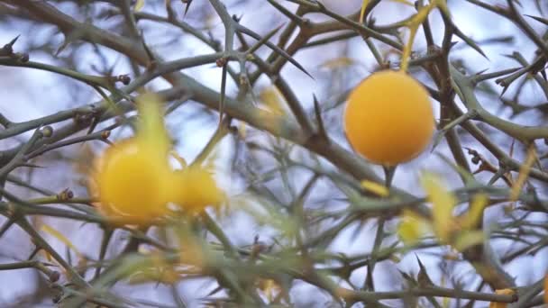 Trifoliate orange, Poncirus trifoliata or Citrus trifoliata, in family Rutaceae. Whether species should be considered to belong to its own genus, Poncirus or included in genus Citrus is debated. — Stock Video