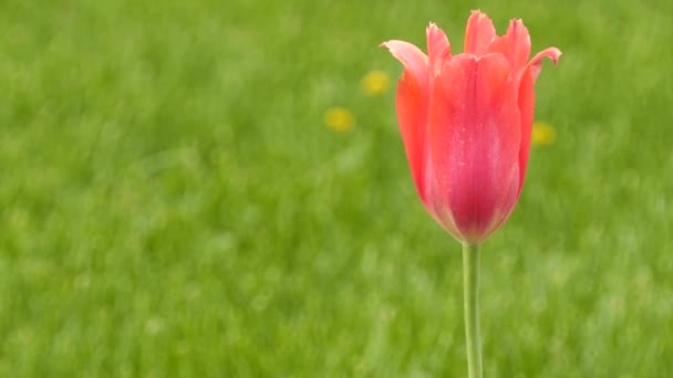 Tulpan (Tulipa) form släkte av våren blommande fleråriga örtartade bulbiferous geofyter (med glödlampor som lagring organ). Tulip är Liliaceae (lily) familjen, tillsammans med 14 andra släkten. — Stockvideo