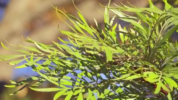 Grevillea robusta, comúnmente conocida como roble sedoso del sur, roble de seda o roble sedoso, o roble plateado australiano, es la especie más grande del género Grevillea de la familia Proteaceae. . — Vídeo de stock