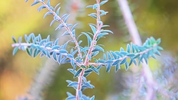 Melaleuca ericifolia é uma planta da família Myrtaceae e do gênero Melaleuca, nativa do sudeste da Austrália. . — Vídeo de Stock