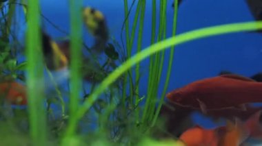 Kırmızı kuyruksallayan Merhaba-fin kılıç (swordtail, Xiphophorus) sipariş balık Poeciliidae ailesinin tatlı su/tuzlu balık türüdür.