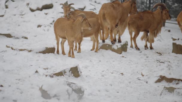Barbary sheep (Ammotragus lervia) is a species of caprid (goat-antelope) native to rocky mountains in North Africa. It is also known as aoudad, waddan, arui, and arruis. — Stock Video