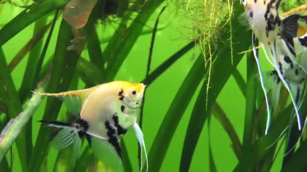 Pterophyllum scalare, najczęściej określane jako skalary, Anioł koi lub angelfish słodkowodnych, jest najbardziej popularnych gatunków Pterophyllum trzymanych w niewoli. — Wideo stockowe