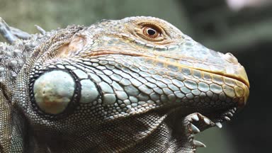 Yeşil iguana,, olarak da bilinen Amerikan iguana, büyük, ağaç, çoğunlukla otçul cins Iguana kertenkele türüdür. Orta, Güney Amerika ve Karayipler için yerel.