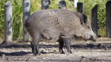 Yaban domuzu (Sus scrofa), yabani domuz Avrasya yaban domuzu veya sadece yaban domuzu, olarak da bilinen SUID Avrasya, Kuzey Afrika ve büyük Sunda Adaları çoğunu yerel olduğunu.