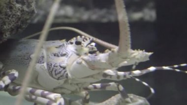 Spiny ıstakoz, olarak da bilinen langustas, langouste veya rock ıstakoz, (Palinuridae) Decapoda Reptantia içinde achelate kabuklu yaklaşık 60 türlerin aileyiz.