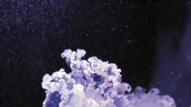 Phyllorhiza punctata olduğunu tür denizanası, olarak da bilinen yüzen bell, Avustralya benekli denizanası veya Beyaz benekli denizanası. Batı Pasifik için yerli Avustralya Japonya.