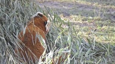 Memeli yerli Eastern Himalayalar ve Güneybatı Çin kırmızı küçük panda, kırmızı ayı-kedi ve kırmızı kedi-bear, olarak da bilinir panda (Ailurus fulgens) olduğunu.