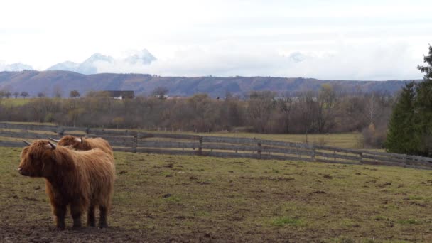 Highland cattle are Scottish cattle breed. They have long horns and long wavy coats that are coloured black, brindle, red, yellow, white, silver or dun, and they are raised primarily for their meat. — Stock Video