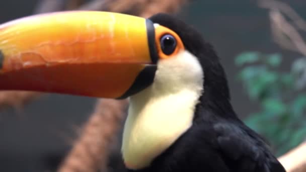 Toco Tukan (Ramphastos toco), även känd som gemensamma, giant eller helt enkelt toucan, är största och förmodligen mest kända arter i toucan familj. Förekommer i Sydamerika. — Stockvideo
