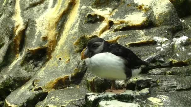 Atlantic puffin (Fratercula arctica), also known as common puffin, is a species of seabird in auk family. It is only puffin native to Atlantic Ocean. — Stock Video