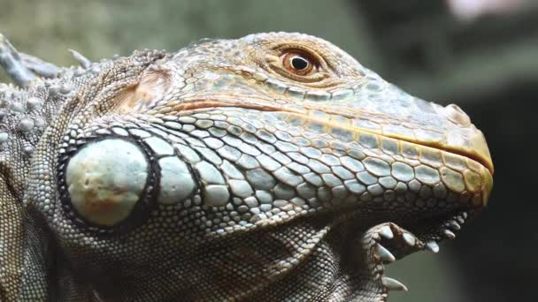 Yeşil iguana,, olarak da bilinen Amerikan iguana, büyük, ağaç, çoğunlukla otçul cins Iguana kertenkele türüdür. Orta, Güney Amerika ve Karayipler için yerel. — Stok video
