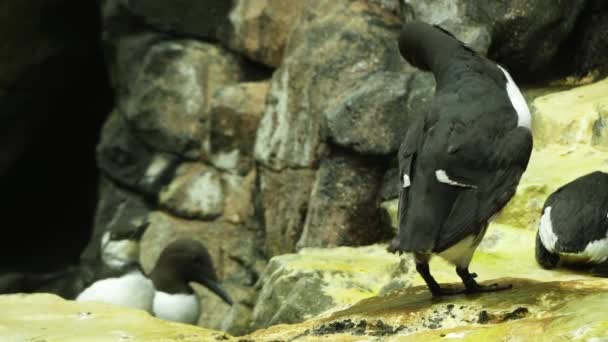 Common murre или common guillemot (Uria aalge) - это большой auk. Также известен как тонкоклювый мурре в Северной Америке. Он имеет циркумполярное распределение в Северной Атлантике и северной части Тихого океана . — стоковое видео