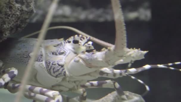 刺龙虾, 也称为 langustas, 龙虾, 或岩石龙虾, 是家庭 (Palinuridae) 约60种 achelate 甲壳类, 在十足目 Reptantia. — 图库视频影像