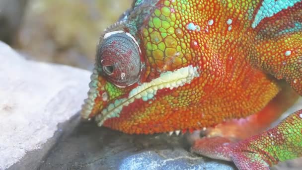 Panther chameleon (Furcifer pardalis) is species of chameleon found in eastern and northern parts of Madagascar in tropical forest biome. Additionally, it has been introduced to Reunion and Mauritius. — Stock Video