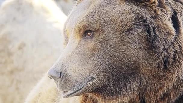 Бурый медведь (Ursus arctos) - медведь, обитающий на большей части северной Евразии и Северной Америки. . — стоковое видео