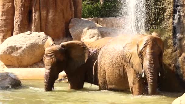 Slon africký (Loxodonta africana), také známý jako africké savany slon, je větší ze dvou druhů afrických slonů. — Stock video