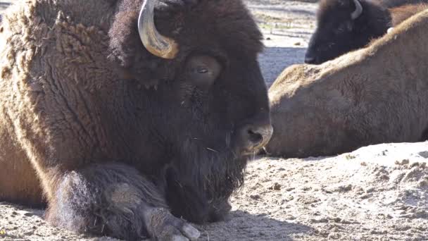 Bizon lub po prostu Bizon, powszechnie znany jako American buffalo lub po prostu buffalo, jest żubr, który kiedyś włóczyli się łąki, Ameryki Północnej, w ogromnych stadach północnoamerykańskich gatunków. — Wideo stockowe