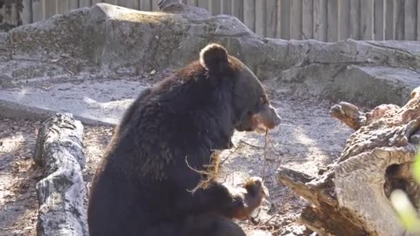 Americký černý medvěd (Ursus americanus) je střední medvěd původní v Severní Americe. Je to nejmenší kontinent a druhů, nejrozšířenější medvěd. — Stock video