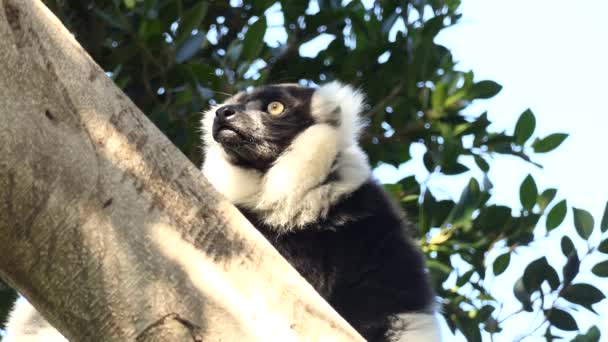 Černobílá ruffed lemur (Varecia variegata) je kriticky ohrožený druh ruffed lemur, více ohrožena jedním ze dvou, které jsou endemické na ostrov Madagaskar. — Stock video