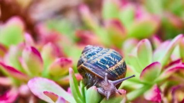 Helix pomatia, yaygın olarak bilinen adıyla Roma salyangozu, Burgundy salyangozu, yenilebilir salyangoz veya salyangoz, Helicidae familyasından büyük, yenilebilir, hava soluyan kara salyangozu, karasal pulmonat yumuşakçaağaç türü..