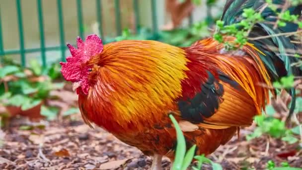 Rooster, also known as cockerel or cock, is male gallinaceous bird, usually male chicken (Gallus gallus domesticus). — Stock Video