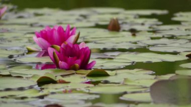 Nymphaea, nilüfergiller ailesinde hardy ve ihale su bitkileri cinsidir. Cins kozmopolit dağılımı gösterir. Cinsi bitkilerin sık nilüferler bilinen.