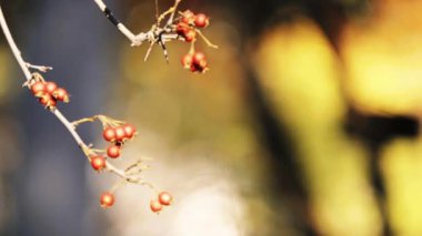 Crataegus prunifolia (Broad-leaved Cockspur diken) küçük, kompakt ağaç hoşgörülü üç sezon ilgi ile ve hemen hemen tüm sitelerin çoğu konum büyük bitki yapar.