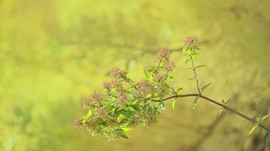 Linnaea grandiflora Abelia grandiflora, ne melez Linnaea, uniflora ile hybridising chinensis tarafından yetiştirildi. Latin özel sıfat grandiflora bol çiçek anlamına gelir..