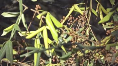 Zanthoxylum armatum, kanatlı dikenli ash, [2] olarak da bilinir familyasından bir bitki Rutaceae ailesi. 3,5 metre yüksekliğinde, Çin'e endemik büyüyen bir aromatik, yaprak döken, dikenli çalı olduğunu.