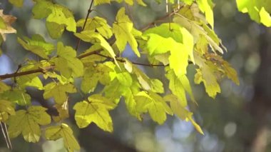 Acer campestre, alan akçaağaç bilinen çiçekli bitki ailesindeki soapberry ve lychee Sapindaceae familyasından. Çok Avrupa Yerel.