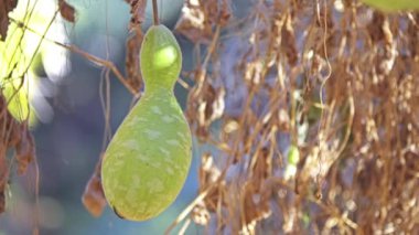 Cucurbita moschata, Orta Amerika ya da Kuzey Güney Amerika kökenli bir tür. Kabak ya da kabak olarak bilinen tarlaları içeriyor..
