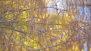 Odak geçiş: Trifoliate orange, Poncirus trifoliata veya aile Rutaceae narenciye trifoliata. Türler için kendi cins ait düşünülmesi gereken.