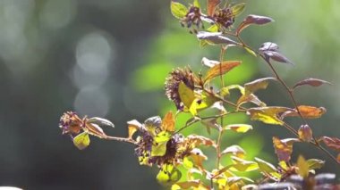 Ceratostigma willmottianum familyasından anavatanı Batı Çin ve Tibet Plumbaginaceae ailesindeki çiçekli bitki bir.