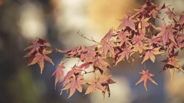 Acer palmatum palmate akçaağaç, Japonca akçaağaç veya düzgün Japonca-akçaağaç (irohamomiji veya momiji) bilinen, odunsu bitki Japonya, Çin, Kore, Moğolistan ve Rusya için yerel familyasından.