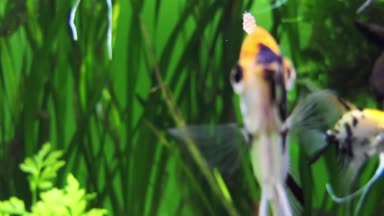 En yaygın angelfish, melek-koi veya tatlı su angelfish, adlandırılan Pterophyllum scalare Pterophyllum esaret altında tutulur en yaygın familyasından.