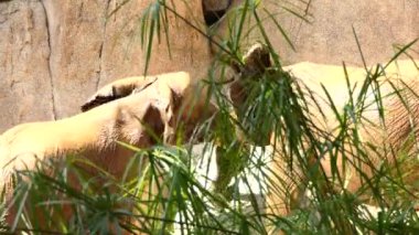 Afrika savana fili da bilinen Afrika bush fili (Loxodonta africana), Afrika filleri iki tür büyüktür.