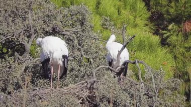 Beyaz leylek (Ciconia ciconia) familyasından leylek büyük kuş Ciconiidae. Onun tüyleri ağırlıklı olarak beyaz, siyah kanat üzerinde.