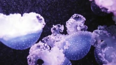 Phyllorhiza punctata olduğunu tür denizanası, olarak da bilinen yüzen bell, Avustralya benekli denizanası veya Beyaz benekli denizanası. Batı Pasifik için yerli Avustralya Japonya.