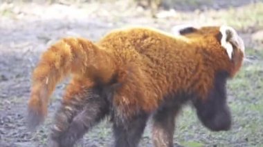 Memeli yerli Eastern Himalayalar ve Güneybatı Çin kırmızı küçük panda, kırmızı ayı-kedi ve kırmızı kedi-bear, olarak da bilinir panda (Ailurus fulgens) olduğunu.